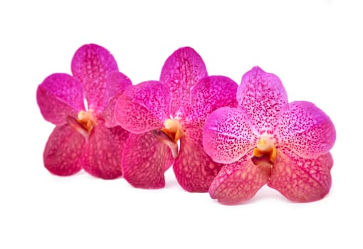beautiful blooming orchid isolated on white background