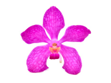beautiful blooming orchid isolated on white background