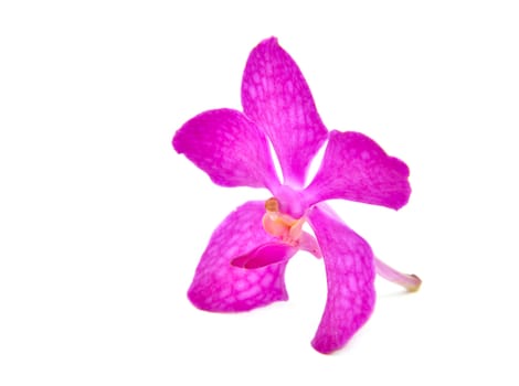 beautiful blooming orchid isolated on white background