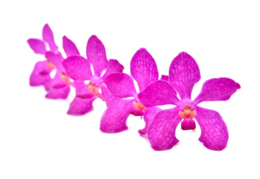 beautiful blooming orchid isolated on white background
