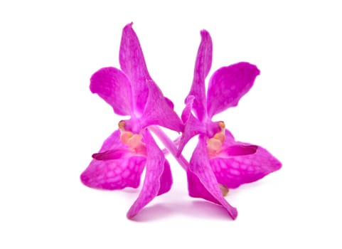 beautiful blooming orchid isolated on white background