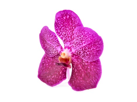beautiful blooming orchid isolated on white background