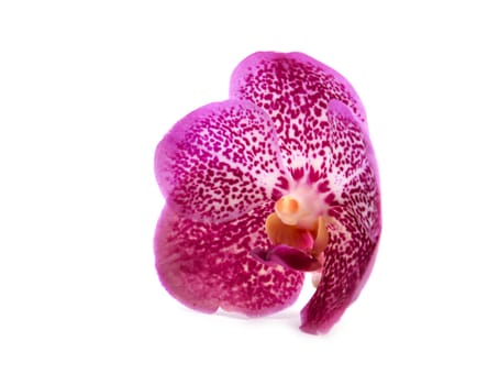 beautiful blooming orchid isolated on white background