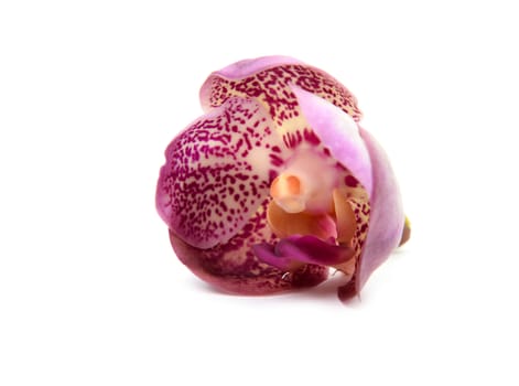 beautiful blooming orchid isolated on white background