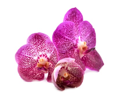 beautiful blooming orchid isolated on white background