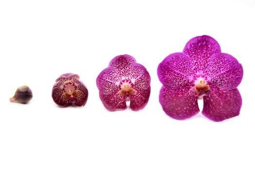 beautiful blooming orchid isolated on white background