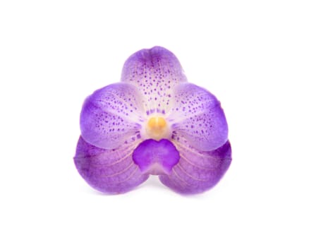 beautiful blooming orchid isolated on white background
