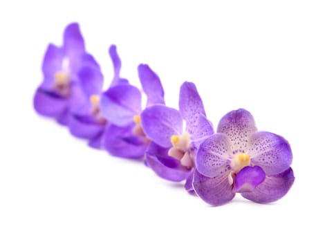 beautiful blooming orchid isolated on white background