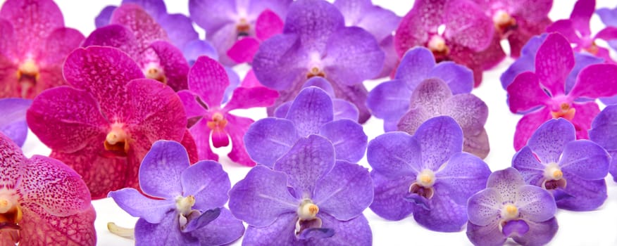 beautiful blooming orchid isolated on white background