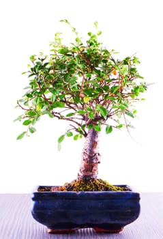 Bonsai Elm, over wooden table, isolated over white background