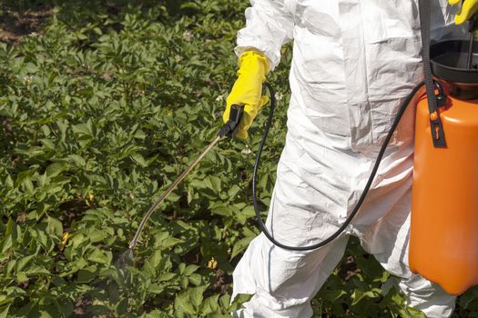 Vegetables spraying with pesticides in a garden