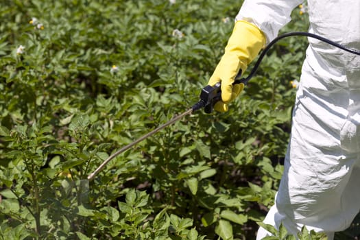 Vegetables spraying with pesticides in a garden