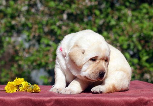 newborn happy yellow labrador puppy in spring with dandelions