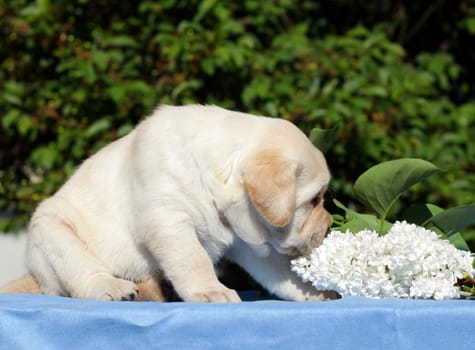 happy yellow labrador puppy in spring with flowers