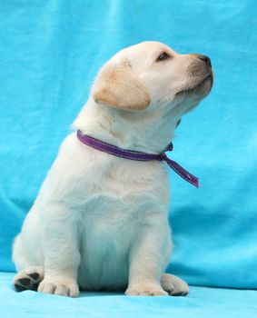 yellow labrador puppy sitting on blue background close up