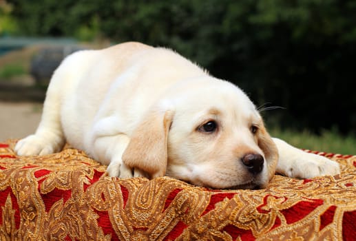 yellow labrador puppy on the table close up