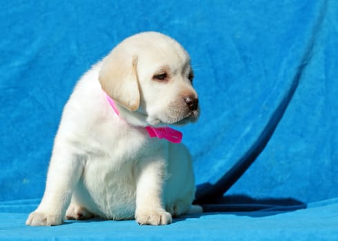 yellow labrador puppy sitting on blue background
