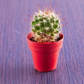 Echinopsis subdenudata or Easter Lily Cactus, entire view