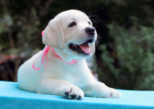 happy yellow labrador puppy sitting on blue background