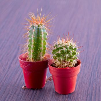 Two cacti over wooden table, close up