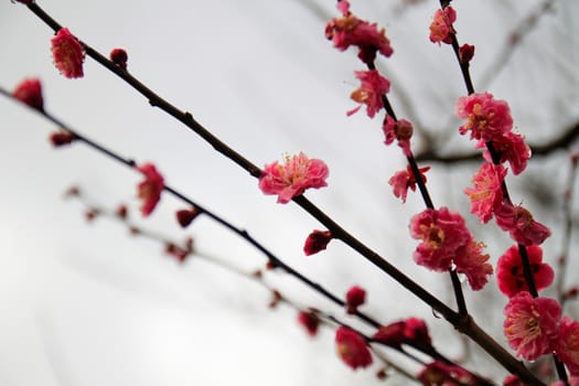 close up pink color japanese apricot flower
