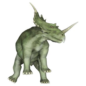 3D digital render of a dinosaur Styracosaurus or spiked lizard, a genus of herbivorous ceratopsian dinosaur from the Cretaceous Period (Campanian stage) isolated on white background