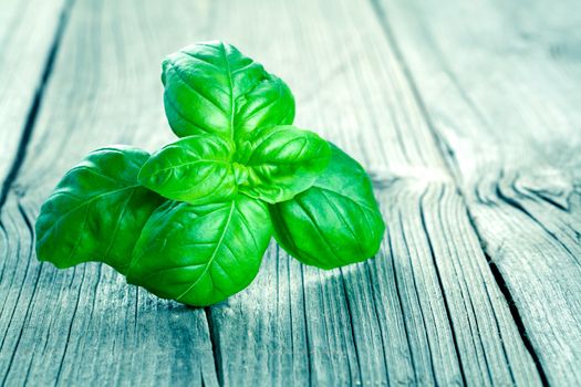 Basil leaves on a wooden table