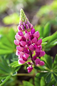 Rare pink Lupin flower (Lupinus)