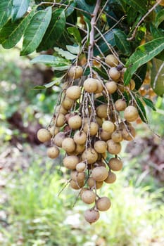 Longan on the green tree.