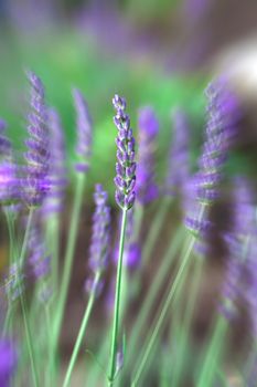 Lavender