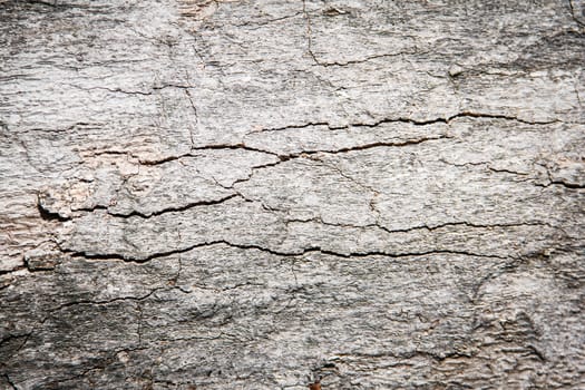 Bark of  Wood Tree Texture Background Pattern