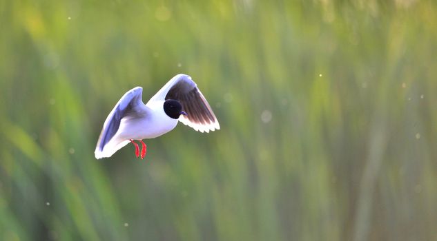 A Black headed Gull on flying.(Larus ridibundus)