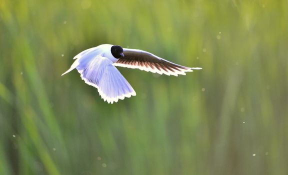 A Black headed Gull on flying.(Larus ridibundus)