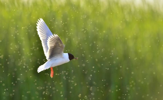 A Black headed Gull on flying.(Larus ridibundus)