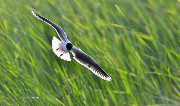 A Black headed Gull on flying.(Larus ridibundus)