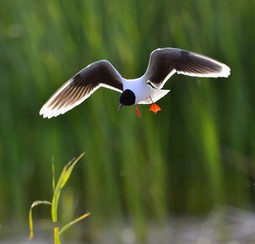 A Black headed Gull on flying.(Larus ridibundus)