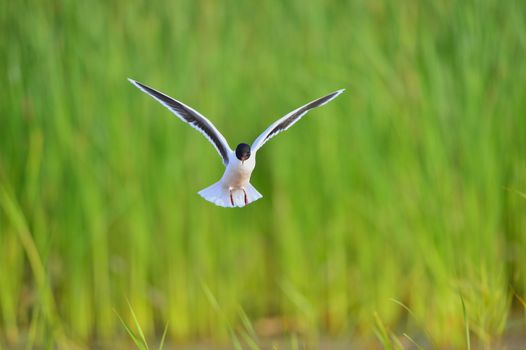 A Black headed Gull on flying.(Larus ridibundus)