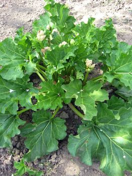 big bush of rhubarb with great green leaves