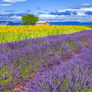 Lavender and sunflower field with tree in France