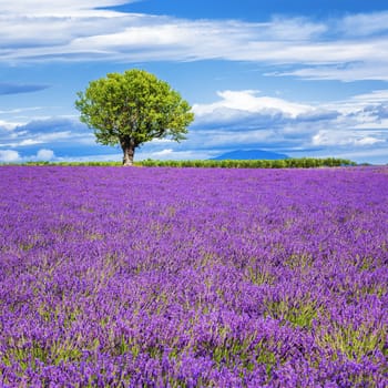 Lavender field with tree in France