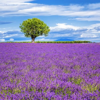 Lavender field with tree in France