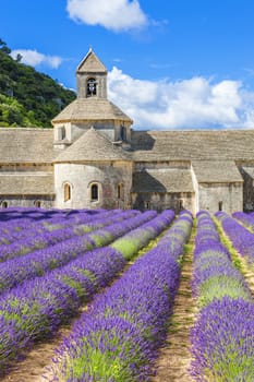 Abbey of Senanque and blooming rows lavender flowers. Gordes, Luberon, Vaucluse, Provence, France.