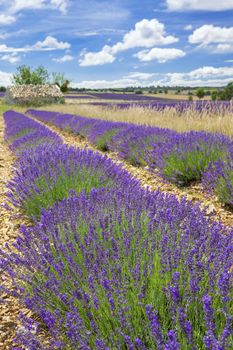 Lavender field in Provence with cloudy sky, France