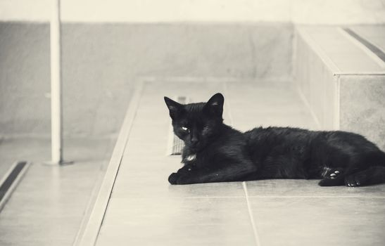 beautiful black cat sleeping on the steps of the house