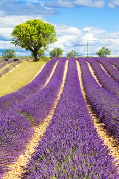Lavender field with tree in Provence, France
