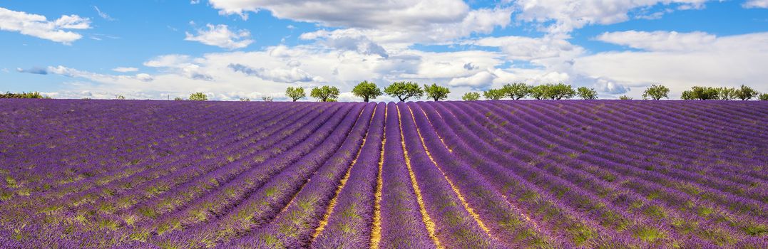 Panoramic view of Lavender field in Provence, near Gordes, France