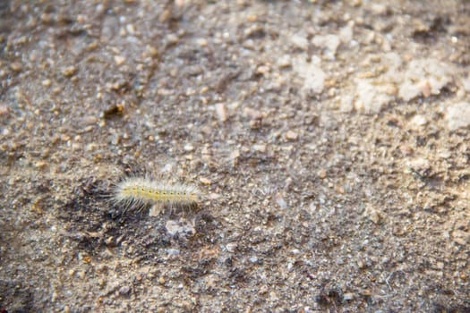 small yellow and green caterpillar on the street