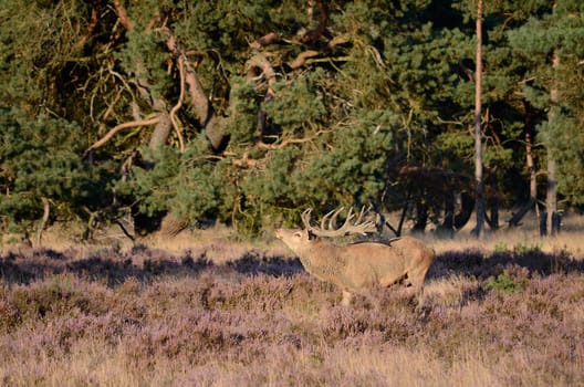Male red deer (Cervus elaphus) with antlers in the forest with heather during the rutting season in national park Hoge Veluwe in the Netherlands.