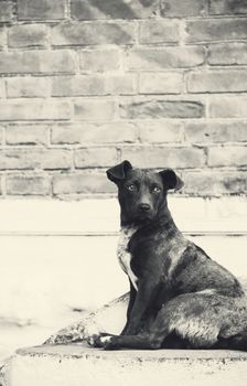 pooch  small dog sitting on stairs outdoors