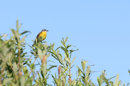 Yellow Wagtail, [Motacilla flava] 